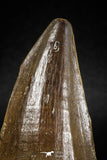 04978 - Nicely Preserved 2.00 Inch Mosasaur (Prognathodon anceps) Tooth