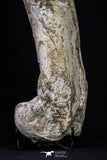 20563 - Museum Grade 14.57 Inch Dyrosaurus phosphaticus Femur Bone Paleocene