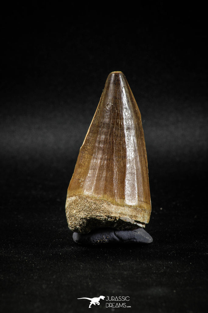 04978 - Nicely Preserved 2.00 Inch Mosasaur (Prognathodon anceps) Tooth