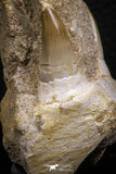 07779 - Premium Grade 2.60 Inch Eremiasaurus heterodontus (Mosasaur) Premaxillary Bone with Teeth