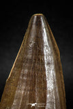 04978 - Nicely Preserved 2.00 Inch Mosasaur (Prognathodon anceps) Tooth