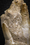 07779 - Premium Grade 2.60 Inch Eremiasaurus heterodontus (Mosasaur) Premaxillary Bone with Teeth