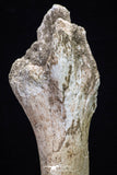 20563 - Museum Grade 14.57 Inch Dyrosaurus phosphaticus Femur Bone Paleocene