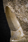 07779 - Premium Grade 2.60 Inch Eremiasaurus heterodontus (Mosasaur) Premaxillary Bone with Teeth