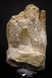 07779 - Premium Grade 2.60 Inch Eremiasaurus heterodontus (Mosasaur) Premaxillary Bone with Teeth