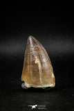 04979 - Nicely Preserved 2.00 Inch Mosasaur (Prognathodon anceps) Tooth