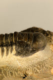 30728 - Top Quality 3.48 Inch Crotalocephalina (Crotalocephalus) gibbus Lower Devonian Trilobite