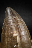04979 - Nicely Preserved 2.00 Inch Mosasaur (Prognathodon anceps) Tooth