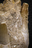 07779 - Premium Grade 2.60 Inch Eremiasaurus heterodontus (Mosasaur) Premaxillary Bone with Teeth