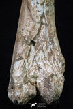 20563 - Museum Grade 14.57 Inch Dyrosaurus phosphaticus Femur Bone Paleocene