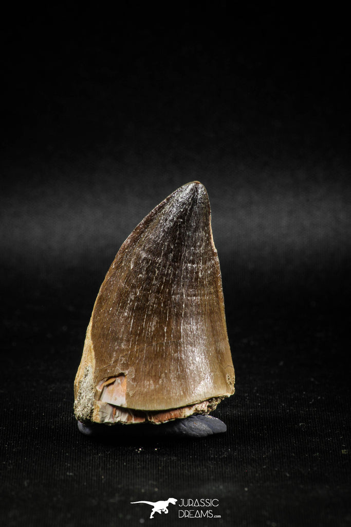04979 - Nicely Preserved 2.00 Inch Mosasaur (Prognathodon anceps) Tooth