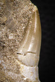 07779 - Premium Grade 2.60 Inch Eremiasaurus heterodontus (Mosasaur) Premaxillary Bone with Teeth