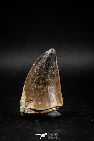 04979 - Nicely Preserved 2.00 Inch Mosasaur (Prognathodon anceps) Tooth