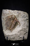 20564 - Top Rare 2 Inch Foulonia sp Lower Ordovician Trilobite Fezouata Formation