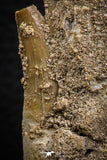 07779 - Premium Grade 2.60 Inch Eremiasaurus heterodontus (Mosasaur) Premaxillary Bone with Teeth