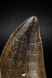 04979 - Nicely Preserved 2.00 Inch Mosasaur (Prognathodon anceps) Tooth