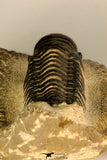 30728 - Top Quality 3.48 Inch Crotalocephalina (Crotalocephalus) gibbus Lower Devonian Trilobite
