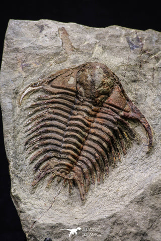 20564 - Top Rare 2 Inch Foulonia sp Lower Ordovician Trilobite Fezouata Formation