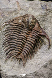 20564 - Top Rare 2 Inch Foulonia sp Lower Ordovician Trilobite Fezouata Formation