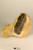 30729 - Top Beautiful 3.01 Inch Crotalocephalina (Crotalocephalus) gibbus Lower Devonian Trilobite