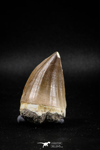 04980 - Nicely Preserved 2.04 Inch Mosasaur (Prognathodon anceps) Tooth