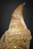 07780 - Top Huge 4.89 Inch Mosasaur (Prognathodon anceps) Tooth in Jaw Bone Cretaceous