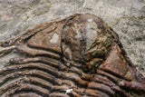 20564 - Top Rare 2 Inch Foulonia sp Lower Ordovician Trilobite Fezouata Formation