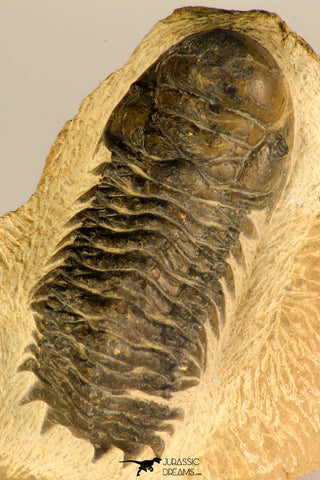 30729 - Top Beautiful 3.01 Inch Crotalocephalina (Crotalocephalus) gibbus Lower Devonian Trilobite