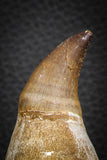 07780 - Top Huge 4.89 Inch Mosasaur (Prognathodon anceps) Tooth in Jaw Bone Cretaceous