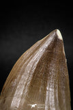 04980 - Nicely Preserved 2.04 Inch Mosasaur (Prognathodon anceps) Tooth