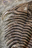 20564 - Top Rare 2 Inch Foulonia sp Lower Ordovician Trilobite Fezouata Formation