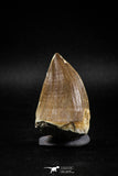 04980 - Nicely Preserved 2.04 Inch Mosasaur (Prognathodon anceps) Tooth