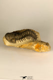 30729 - Top Beautiful 3.01 Inch Crotalocephalina (Crotalocephalus) gibbus Lower Devonian Trilobite