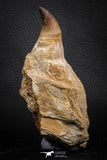 07780 - Top Huge 4.89 Inch Mosasaur (Prognathodon anceps) Tooth in Jaw Bone Cretaceous