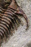 20564 - Top Rare 2 Inch Foulonia sp Lower Ordovician Trilobite Fezouata Formation