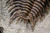 20564 - Top Rare 2 Inch Foulonia sp Lower Ordovician Trilobite Fezouata Formation