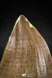 04980 - Nicely Preserved 2.04 Inch Mosasaur (Prognathodon anceps) Tooth