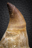 07780 - Top Huge 4.89 Inch Mosasaur (Prognathodon anceps) Tooth in Jaw Bone Cretaceous