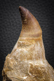 07780 - Top Huge 4.89 Inch Mosasaur (Prognathodon anceps) Tooth in Jaw Bone Cretaceous