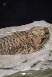 20564 - Top Rare 2 Inch Foulonia sp Lower Ordovician Trilobite Fezouata Formation