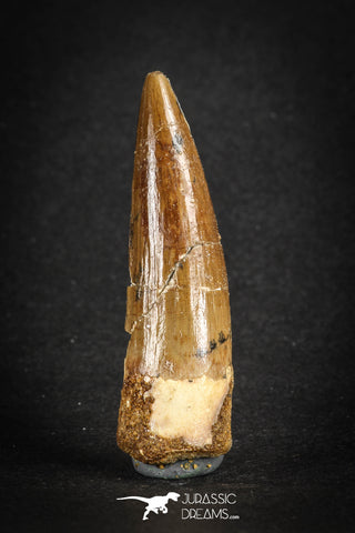 88109 - Top Quality 2.17 Inch Spinosaurus Dinosaur Tooth Cretaceous