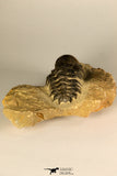 30729 - Top Beautiful 3.01 Inch Crotalocephalina (Crotalocephalus) gibbus Lower Devonian Trilobite