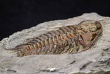 20564 - Top Rare 2 Inch Foulonia sp Lower Ordovician Trilobite Fezouata Formation