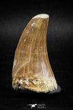 04981 - Top Rare 1.81 Inch Huge Tylosaurus sp (Mosasaur) Tooth Late Cretaceous