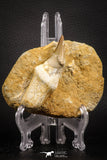 07781 - Top Rare 3.15 Inch Mosasaur (Eremiasaurus heterodontus) Rooted Tooth Pathologically Deformed