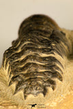 30729 - Top Beautiful 3.01 Inch Crotalocephalina (Crotalocephalus) gibbus Lower Devonian Trilobite