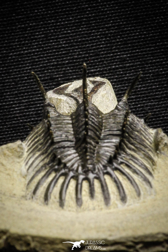 22030 - Museum Grade Trident 3.23 Inch Walliserops trifurcatus Middle Devonian Trilobite