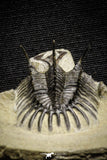 22030 - Museum Grade Trident 3.23 Inch Walliserops trifurcatus Middle Devonian Trilobite