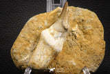 07781 - Top Rare 3.15 Inch Mosasaur (Eremiasaurus heterodontus) Rooted Tooth Pathologically Deformed