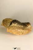 30729 - Top Beautiful 3.01 Inch Crotalocephalina (Crotalocephalus) gibbus Lower Devonian Trilobite